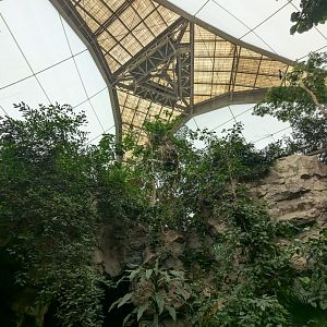 View up to Roof Inside Tropical Forest Building