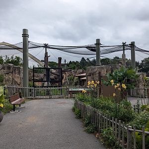 Gorilla Outdoor Exhibit