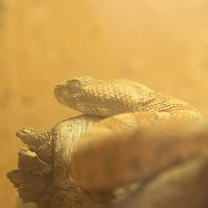 Palestine saw-scaled viper (Echis coloratus)