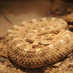 Sidewinder (Crotalus cerastes)