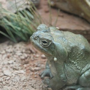 Sonoran Desert Toad (Incilius alvarius)