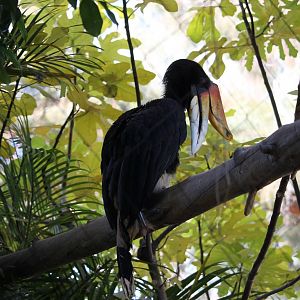 Rhinoceros Hornbill (Buceros rhinoceros)