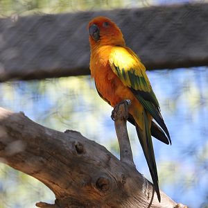 Sun Conure (Aratinga solstitialis)