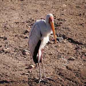 Yellow-billed Stork (Mycteria ibis)