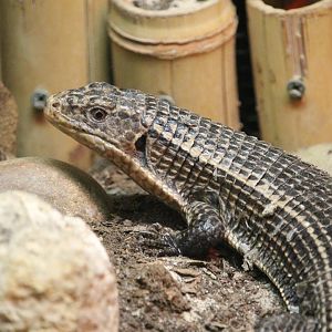 Sudan Plated Lizard (Broadleysaurus major)