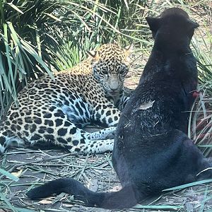 Jaguar cubs