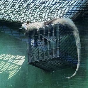 Tamandua mexicana or northern tamandua