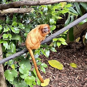 Golden lion tamarin (Leontopithecus rosalia)