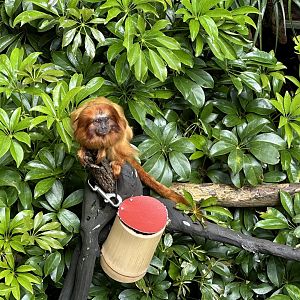 Golden lion tamarin (Leontopithecus rosalia)