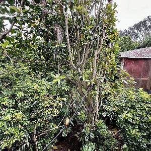 Golden Lion Tamarin Exhibit