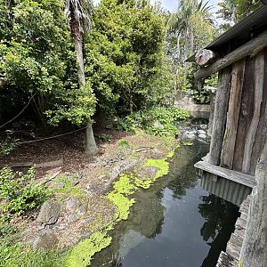Bolivian Squirrel Monkey Exhibit