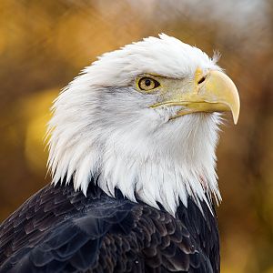Bald eagle (Haliaeetus leucocephalus)
