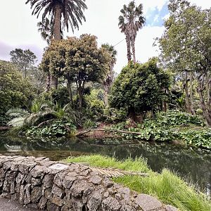 Black-handed Spider Monkey Exhibit