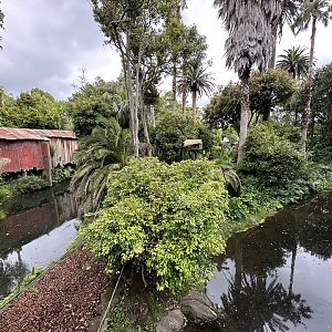 Black-handed Spider Monkey Exhibit