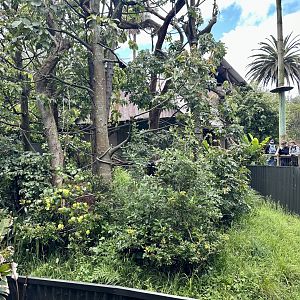 Cotton-top Tamarin Exhibit