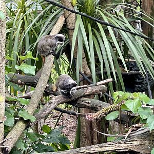 Emperor tamarin (Saguinus imperator)