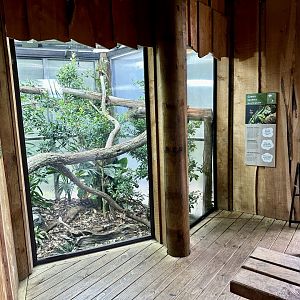 Green Iguana Exhibit