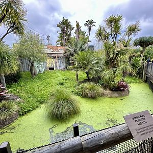 American Alligator Exhibit (Large)