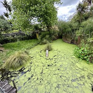 American Alligator Exhibit (Small)