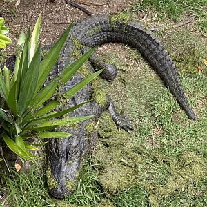 American alligator (Alligator mississippiensis)