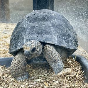 Galapagos Giant Tortoise (Juvenile)