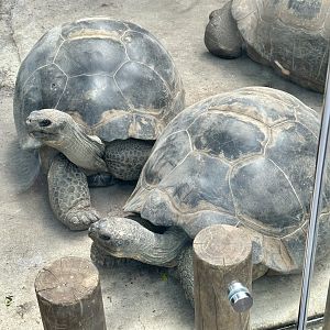 Galapagos Giant Tortoise (Adult Females)