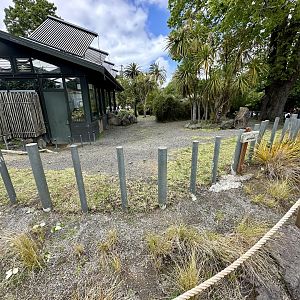 Galapagos Giant Tortoise Exhibit
