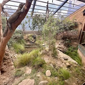Lace Monitor Exhibit
