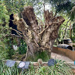 Sulphur-crested Cockatoo Exhibit