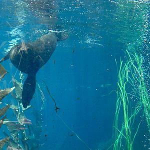 New Zealand fur seal (Arctocephalus forsteri)