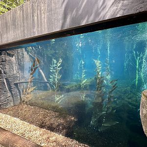 New Zealand Fur Seal Exhibit (The Coast)