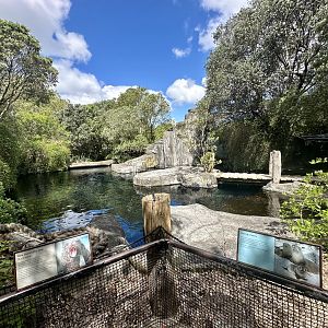 New Zealand Fur Seal Exhibit (The Coast)