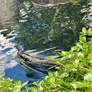 New Zealand fur seal (Arctocephalus forsteri)