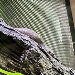 Chevron skink (Oligosoma homalonotum)