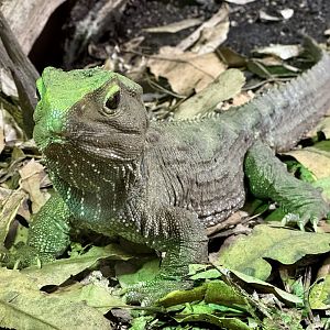 Tuatara (Sphenodon punctatus)