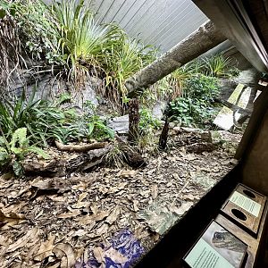 Tuatara Exhibit (The Islands)