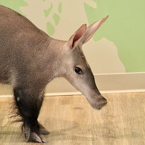 Aardvark (Orycteropus afer) - "Dyson"