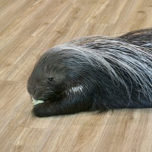 Cape Crested Porcupine (Hystrix africaeaustralis) - "Sneedy"