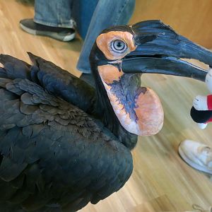 Southern Ground Hornbill (Bucorvus leadbeateri) - "Gaston"