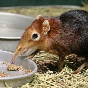 Black-and-Rufous Elephant Shrew (Rhynchocyon petersi) eating lunch