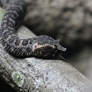 Brongersma's Pit Viper (Craspedocephalus brongersmai)