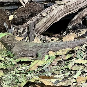Tuatara (Sphenodon punctatus)