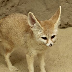 Fennec Fox (Vulpes zerda)