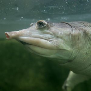 Florida Softshell Turtle (Apalone ferox)