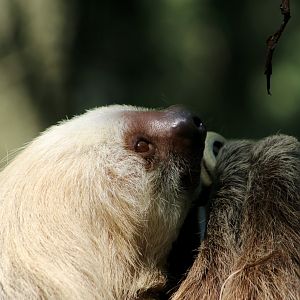 Hoffmann's Two-Toed Sloth (Choloepus hoffmanni) - "Han Slowlo"