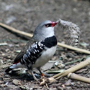 Diamond Firetail (Stagonopleura guttata)
