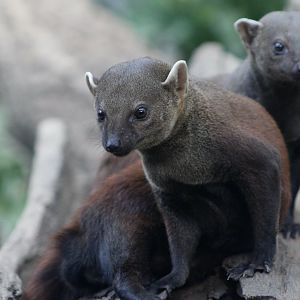 Eastern Ring-Tailed Vontsira (Galidia elegans elegans)