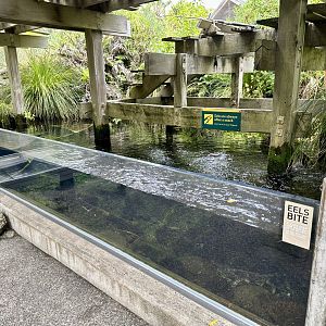 Long-fin Eel Exhibit (The Wetlands)