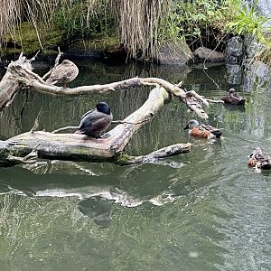 New Zealand Waterfowl