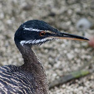 Sunbittern (Eurypyga helias)